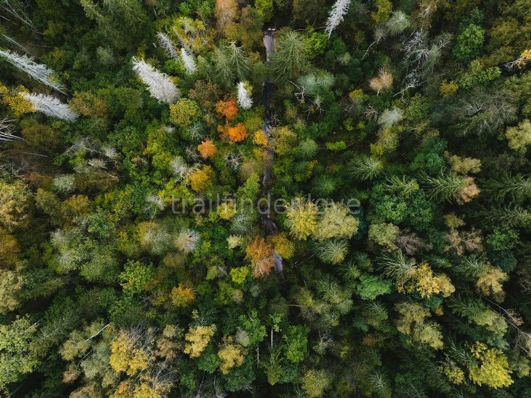 Forest Detail